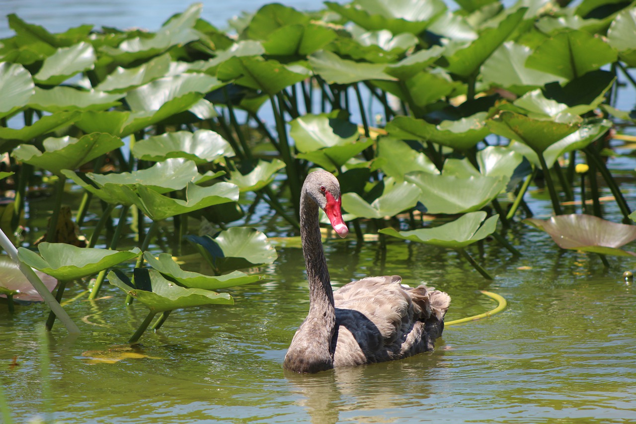 The Benefits of Preserving Natural Habitats